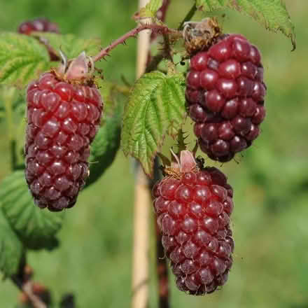 Photo of free Tayberries (Penrith CA11) #1