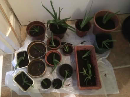 Photo of free Aloe Vera Plants (Ashton-on-Ribble PR2) #1