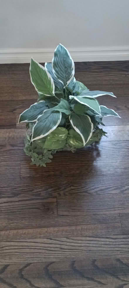 Photo of free Fake Plant (Parkdale and Barton) #1