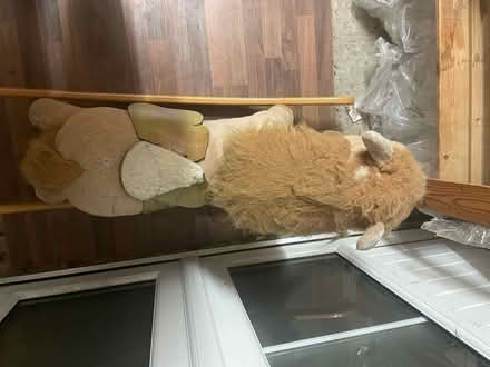 Photo of free Rocking horse (Woodford, IG8) #2