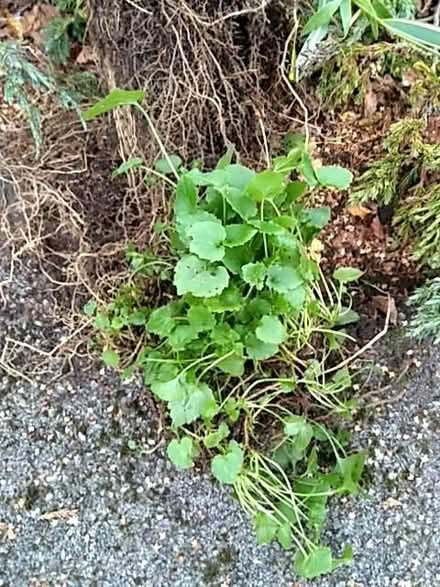 Photo of free Ornamental grass and campanula (Barford CV35) #2