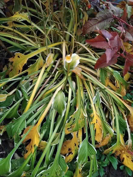 Photo of free Hosta plants (Ingol PR2) #4