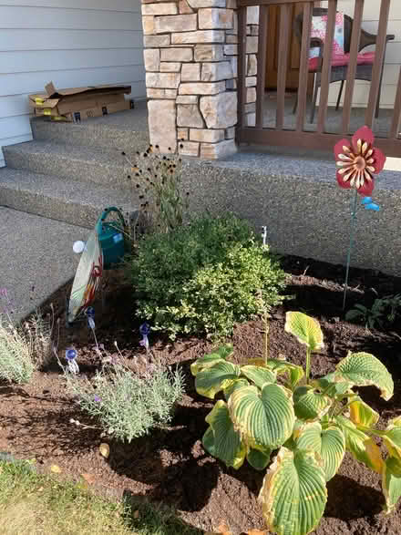 Photo of free 3 small boxwoods (Latah valley Yokes Paro lot) #1