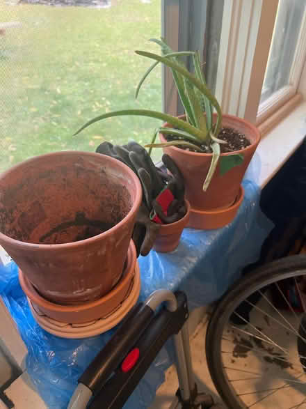 Photo of free Aloe and pots (Downtown Guelph) #1