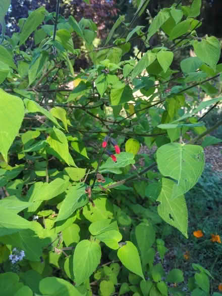 Photo of free Salvia Mole Poblano (North of HSU) #1