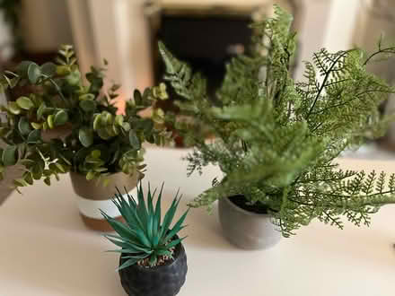 Photo of free Artificial plants 🪴 (Gosport PO12) #1