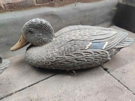 Photo of free A pair of plastic ducks - garden (Finchley N3) #3