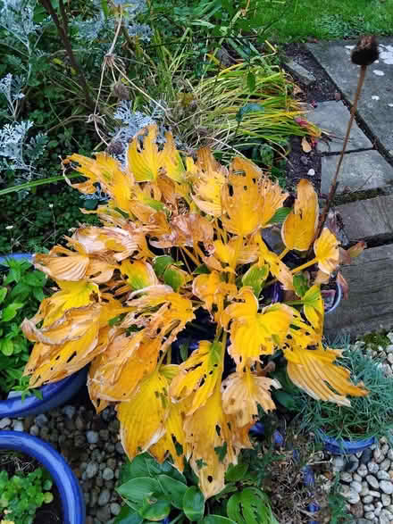 Photo of free Hosta plants (Ingol PR2) #4