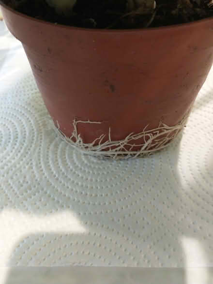 Photo of free Large Healthy Spider Plant with lots of babies (Caversham Heights RG4) #2