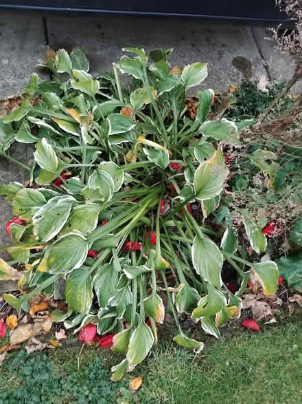 Photo of free Hosta plants (Ingol PR2) #3