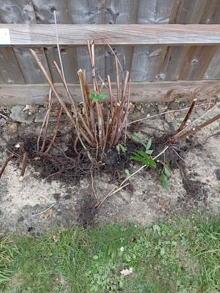 Photo of free Autumn ripening raspberry plants (St Albans) #1