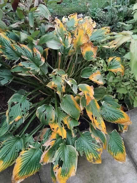 Photo of free Hosta plants (Ingol PR2) #2