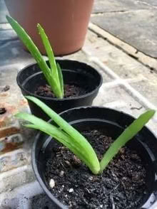 Photo of free Aloe Vera Plants (Ashton-on-Ribble PR2) #2