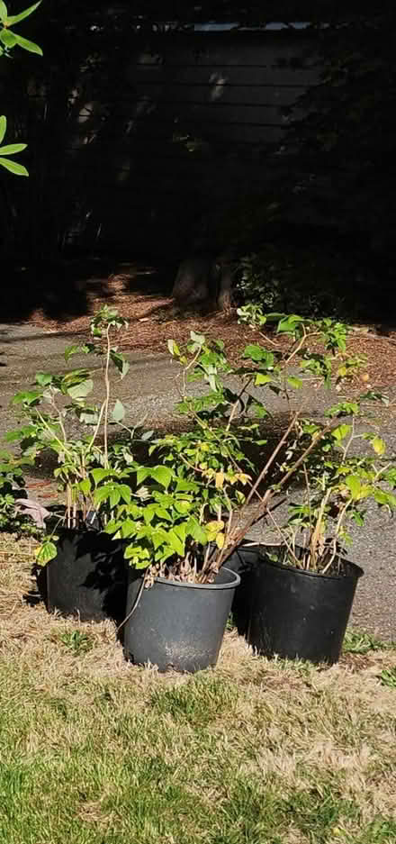 Photo of free 4 pots of red raspberry canes (Maple Leaf) #1