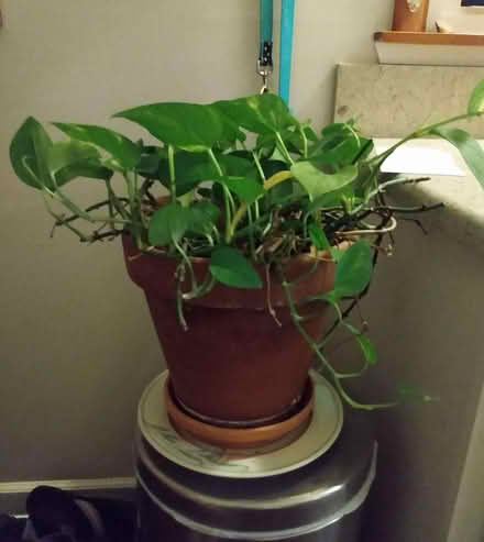 Photo of free Philodendron plants (2) (Galeville, Salina) #1