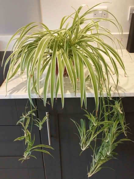 Photo of free Large Healthy Spider Plant with lots of babies (Caversham Heights RG4) #1