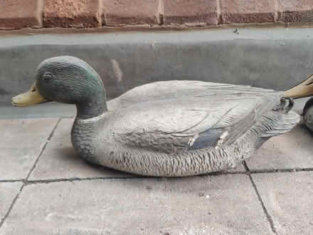 Photo of free A pair of plastic ducks - garden (Finchley N3) #2