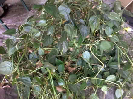 Photo of free philodendron (Hawthorne Hills in NE Seattle) #1