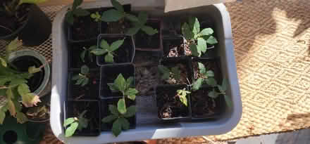 Photo of free Deer oak seedlings - a few left (Maple Leaf) #1