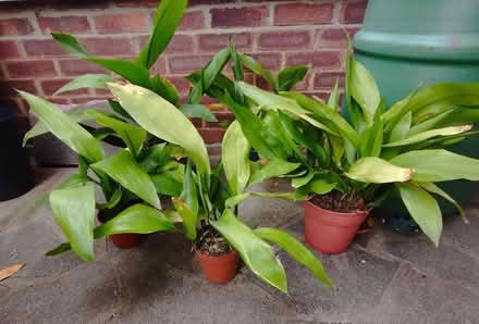 Photo of free Aspidistra plants (Thorpe Bay SS1) #1