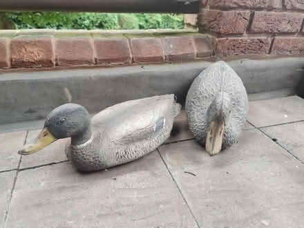 Photo of free A pair of plastic ducks - garden (Finchley N3) #1