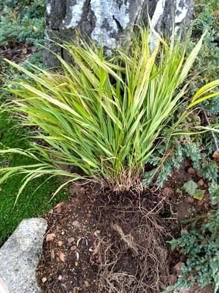 Photo of free Ornamental grass and campanula (Barford CV35) #1