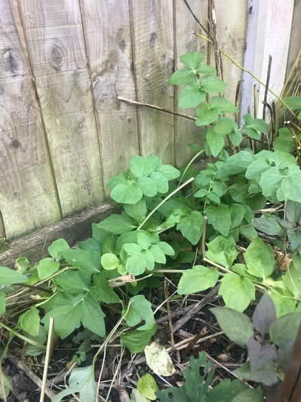 Photo of free Common Valerian Plants (Morecambe LA4) #1