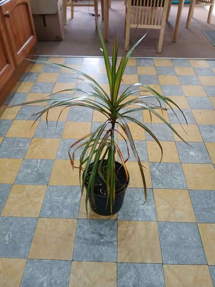 Photo of free Plant (LU1. Caddington) #1