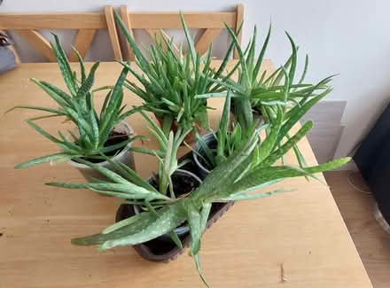 Photo of free Aloe vera (SE1 8QT) #1