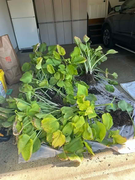 Photo of free hostas (Warrenville and Herrick Roads) #1