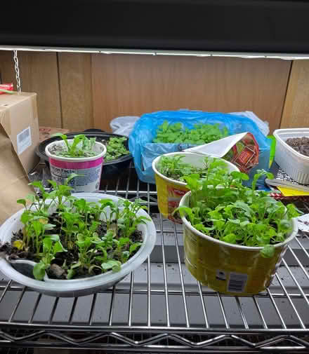 Photo of free Arugula (Plants) (Yadkinville near nebo) #1