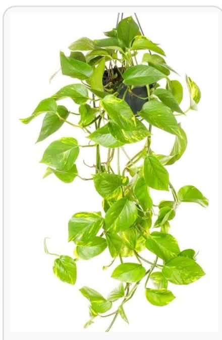 Photo of Epipremnum / devils ivy small cutting (Elm Park RM12) #1