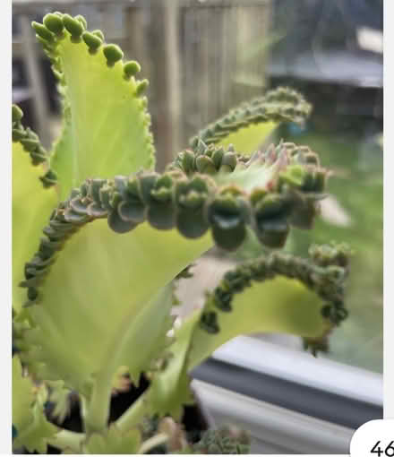 Photo of Thanks - now (TW18) #1