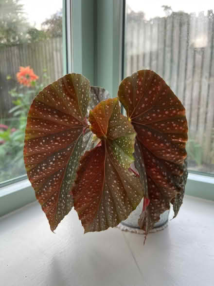Photo of free Spotted begonia plant (Goldenacre EH3) #1