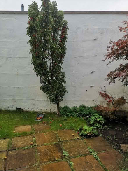 Photo of free Apples (Joppa EH15) #1