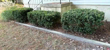 Photo of free 6 juniper bushes (West View) #1