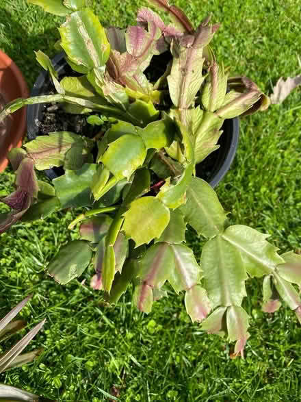 Photo of free House Plant Bundle (Cheshunt EN7) #4