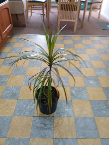 Photo of free Plant (LU1. Caddington) #2