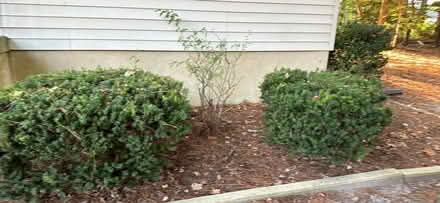 Photo of free 6 juniper bushes (West View) #2