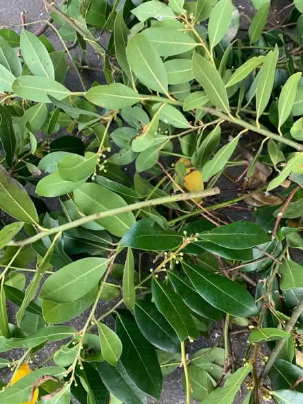 Photo of free Bay leaves Bedfont (Bedfont TW14) #1