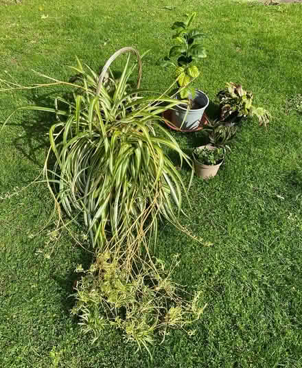 Photo of free House Plant Bundle (Cheshunt EN7) #1
