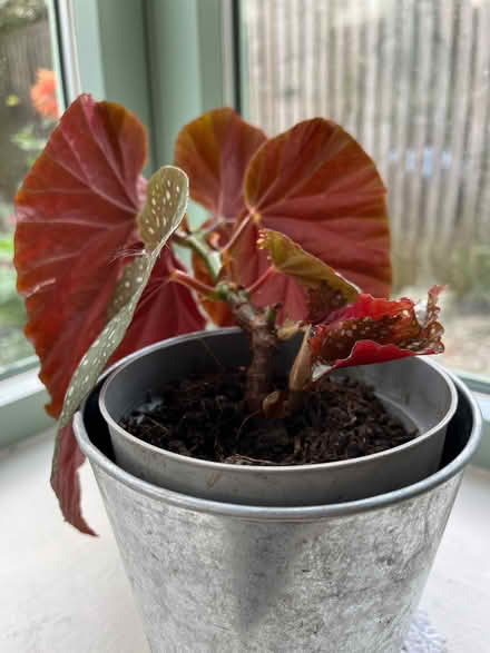 Photo of free Spotted begonia plant (Goldenacre EH3) #2