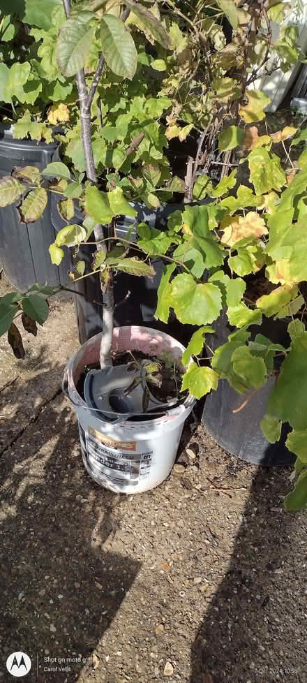 Photo of Plastic bins (Far Bletchley MK3) #3