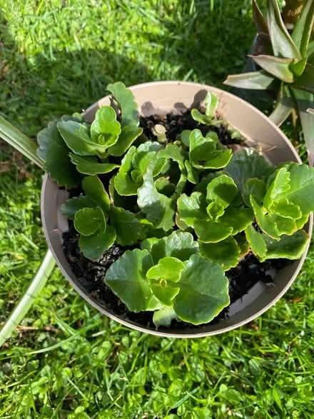 Photo of free House Plant Bundle (Cheshunt EN7) #2