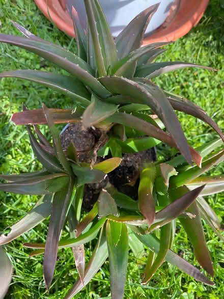 Photo of free House Plant Bundle (Cheshunt EN7) #3