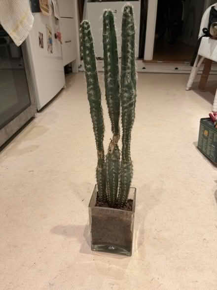 Photo of free Cactus (Cricket Road OX4) #1