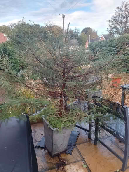 Photo of free Live Christmas tree (Colwyn Bay LL29) #1