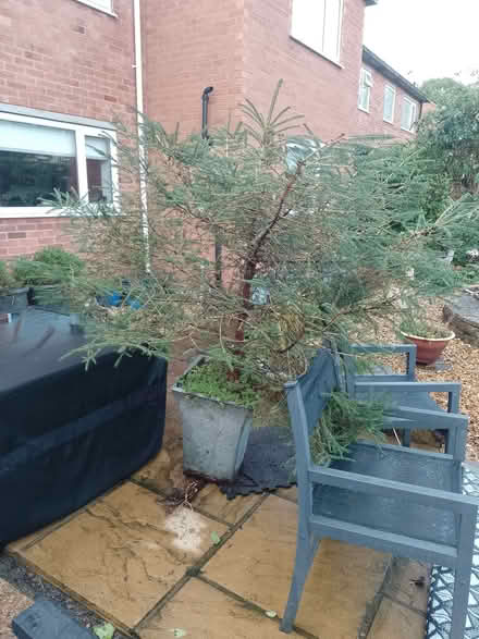Photo of free Live Christmas tree (Colwyn Bay LL29) #2