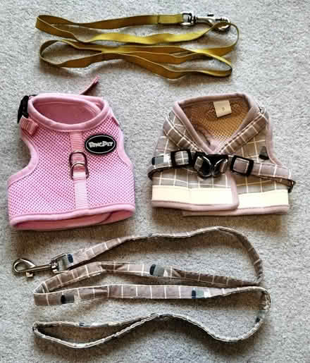 Photo of free 2 small dog harnesses (Kelham Island S3) #1