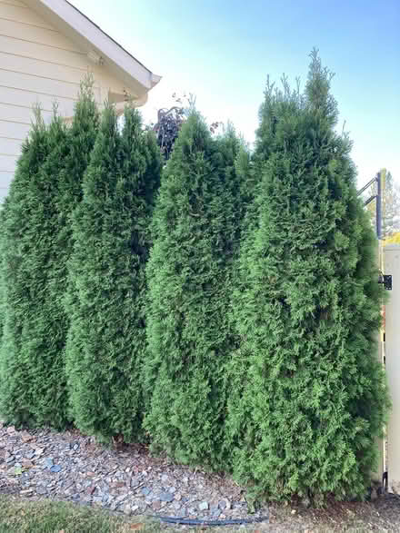 Photo of free 3 arborvitae about 8 feet tall (Eagle Ridge) #1